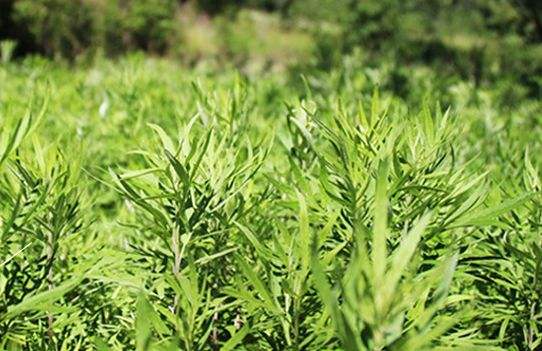艾草艾葉在生活中有什么用途？